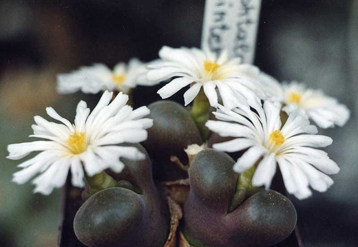 Ophtalmophyllum dinteri (2858 відвідувань) Фото и растения Александра и Сергея Червинко (Винница) Ophtalmophyllum dinteri