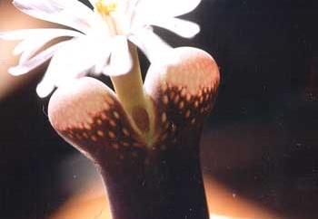 Ophthalmophyllum friedrichii (2894 відвідувань) Фото и растение Татьяны Кецко (Киев)
Ophthalmophyllum friedrichii