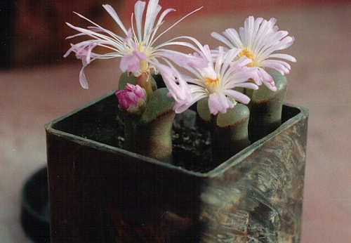 Ophthalmophyllum praesectum (2672 відвідувань) Фото и растение Александра и Сергея Червинко (Винница) Ophthalmophyllum praesectum