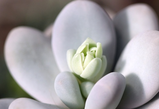 Pachyphytum oviferum (64 відвідувань) Pachyphytum oviferum