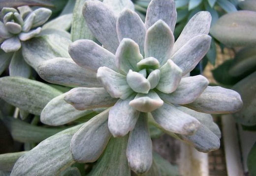 Pachyphytum amethystinum f. variegata (2558 відвідувань) Фото и растение Андреевой Наталии (Княжичи, Киевская о�... Pachyphytum amethystinum f. variegata