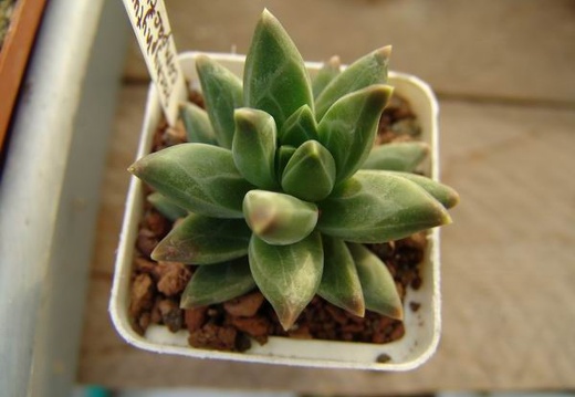 Pachyphytum compactum (2549 відвідувань) Фото и растение Андреевой Наталии (Княжичи, Киевская о�... Pachyphytum compactum