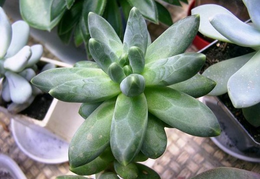 Pachyphytum werdermanii (2635 відвідувань) Фото и растение Андреевой Наталии (Княжичи, Киевская о�... Pachyphytum werdermanii