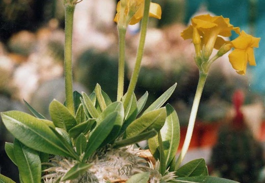 Pachypodium brevicaule (2647 відвідувань) Фото и растение Владислава Мачулиса (Тюмень, Россия)
Pachypodium brevicaule