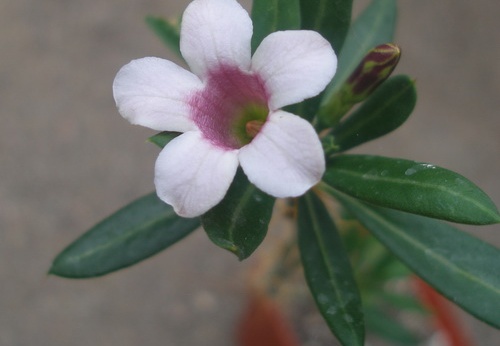 pachypodium bispinosum0 (2083 відвідувань) pachypodium bispinosum0
