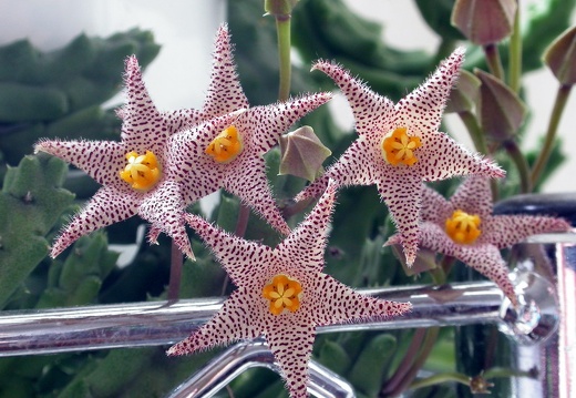 Piaranthus barrydalensis ES 3557 (2409 відвідувань) Piaranthus barrydalensis ES 3557