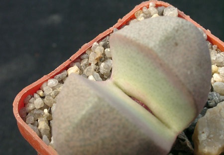 Pleiospilos nelii Royal Flesch (1828 відвідувань) Pleiospilos nelii Royal Flesch