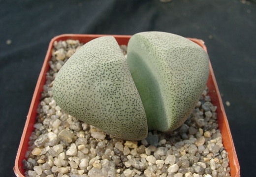 Pleiospilos neliii (1695 відвідувань) Pleiospilos neliii