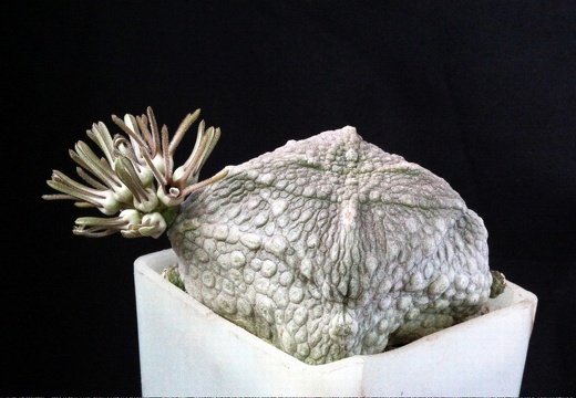 Pseudolithos cubiformis2 (1999 відвідувань) Pseudolithos cubiformis2