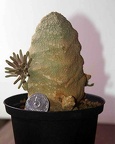Pseudolithos cubifоrmis