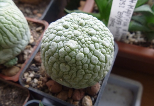 Pseudolithos eylensis Archis FG (2164 відвідувань) Pseudolithos eylensis Archis FG