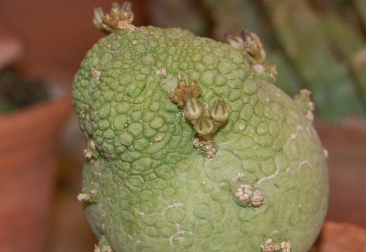 Pseudolithos miguirtinus 001 (2099 відвідувань) Pseudolithos miguirtinus 001