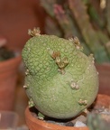 Pseudolithos miguirtinus 001