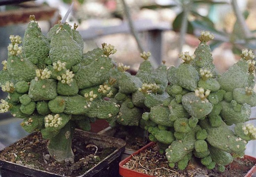 Pseudolithos caput-viperae (2759 відвідувань) Фото и растения Александра и Сергея Червинко (Винница)... Pseudolithos caput-viperae