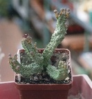 Pseudolithos dodsonianus