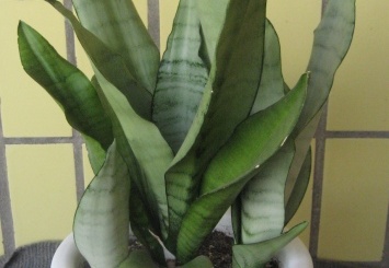 Sansevieria trifasciata cv. 'Moonshine' (2327 відвідувань) Фото и растение Нины Лезовой (Харьков) Sansevieria trifasciata cv. 'Moonshine'