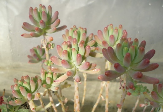 Sedum pachyphyllum (1735 відвідувань) Sedum pachyphyllum
