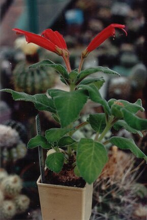 Sinningia cardinalis