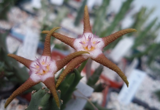 Stapelia flavopurpurea brown (1740 відвідувань) Stapelia flavopurpurea brown