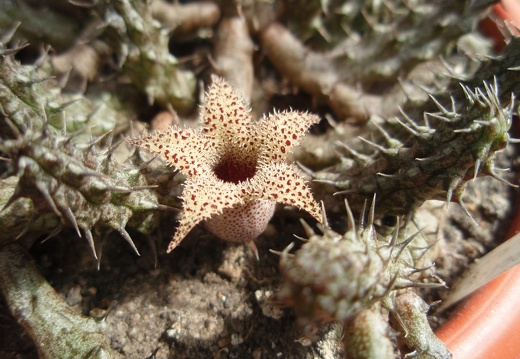 Stapelianthus decaryi (1954 відвідувань) Stapelianthus decaryi