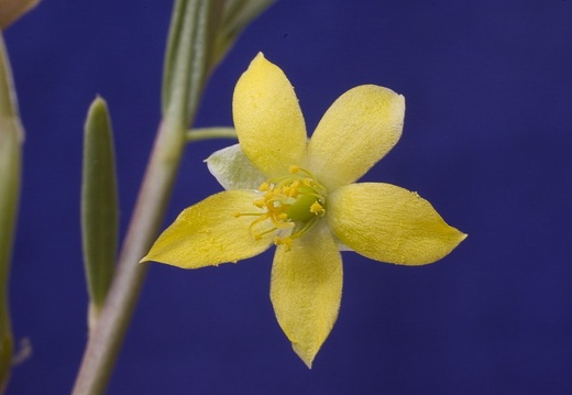 Talinum sp Marek FG (1871 відвідувань) Talinum sp Marek FG