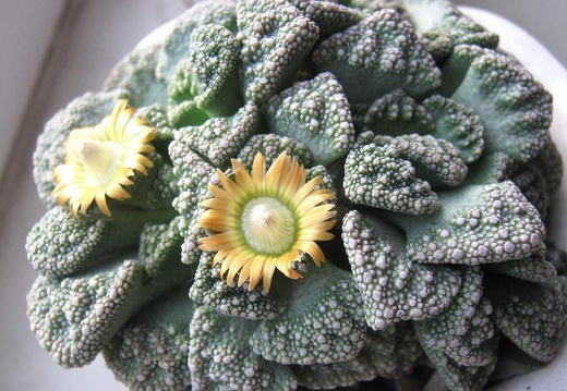 Titanopsis calcarea B FG (1753 відвідувань) Titanopsis calcarea B FG