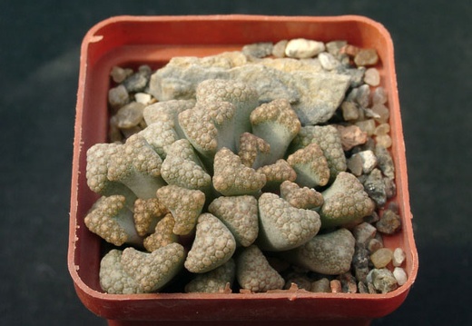 Titanopsis hugo-schlechteri (1833 відвідувань) Titanopsis hugo-schlechteri