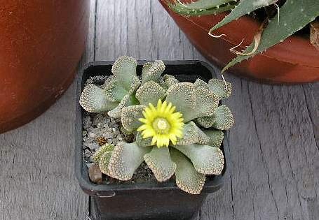 titanopsis calcarea FG Vl Tkachenko Vilkovo (2158 відвідувань) titanopsis calcarea FG Vl Tkachenko Vilkovo