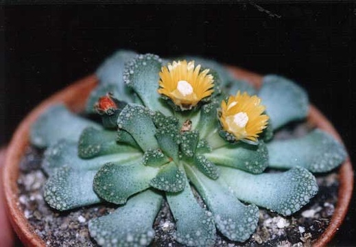 Titanopsis fulleri (2747 відвідувань) Фото и растение Татьяны Кецко (Киев)
Titanopsis fulleri