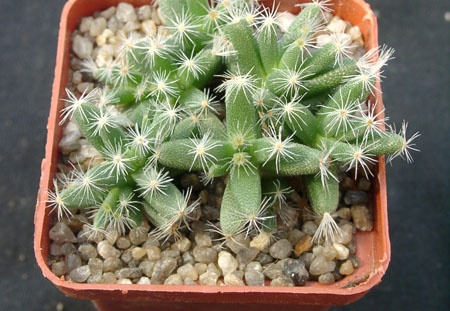 Trichodiadema densum (2828 відвідувань) Фото и растение Александра и Сергея Червинко (Винница)... Trichodiadema densum
