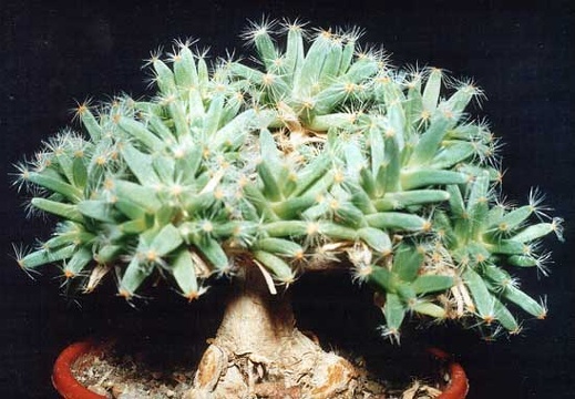 Trichodiadema densum (2659 відвідувань) Фото и растение Татьяны Кецко (Киев)
Trichodiadema densum