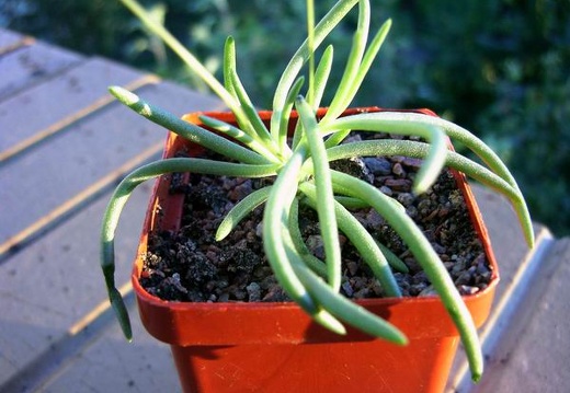 Tylecodon striatus (2499 відвідувань) Фото и растение Андреевой Наталии (Княжичи, Киевская о�... Tylecodon striatus
