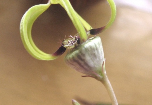Ceropegia armandii Dual FG (1917 відвідувань) Ceropegia armandii Dual FG