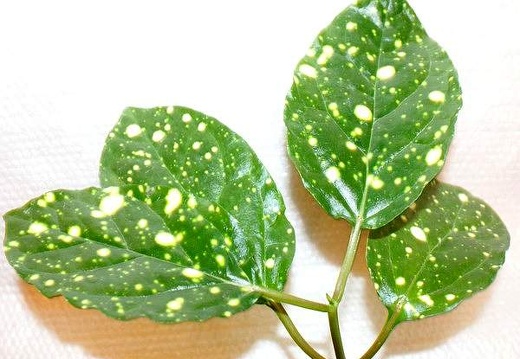 Ceropegia cumingiana cv Starry Night FG Jess (2520 відвідувань) Ceropegia cumingiana cv Starry Night FG Jess