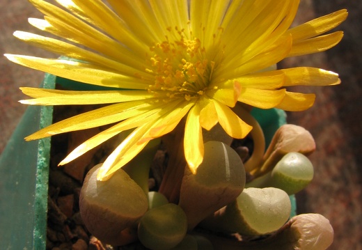 Fenestraria aurantiaca (1791 відвідувань) Fenestraria aurantiaca