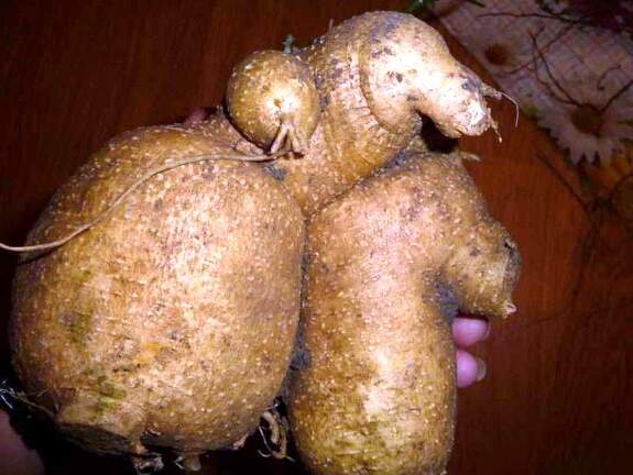 Kedrostis punctulata Tim FG