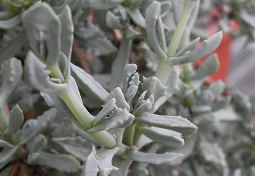 Oscularia deltoides (1755 відвідувань) Oscularia deltoides