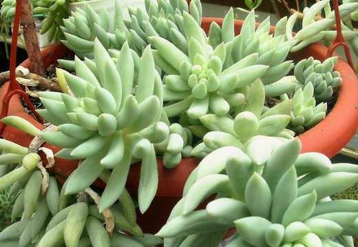 Pachysedum sp. (2447 відвідувань) Фото и растение Андреевой Наталии (Княжичи, Киевская о�... Pachysedum sp.