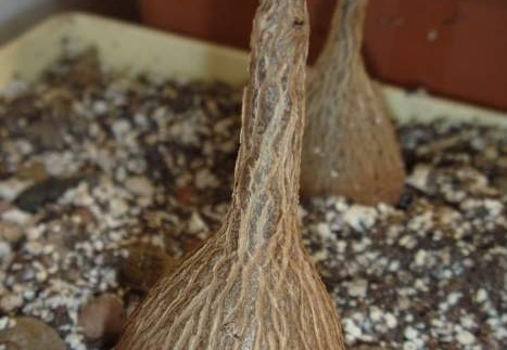 Petopentia natalensis Archis (1759 відвідувань) Petopentia natalensis Archis