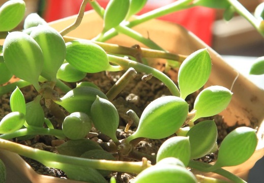Senecio herreianus 001 (1902 відвідувань) Senecio herreianus 001