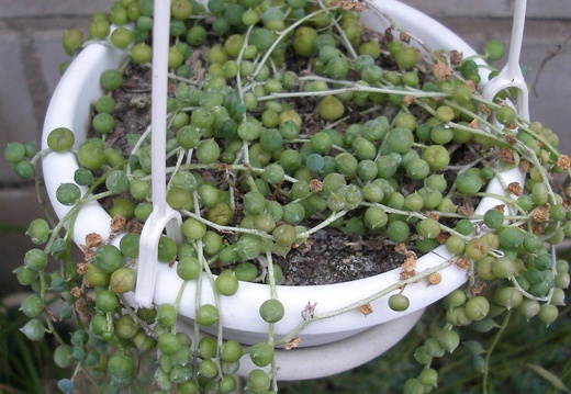 Senecio rowleyanus (1824 відвідувань) Senecio rowleyanus