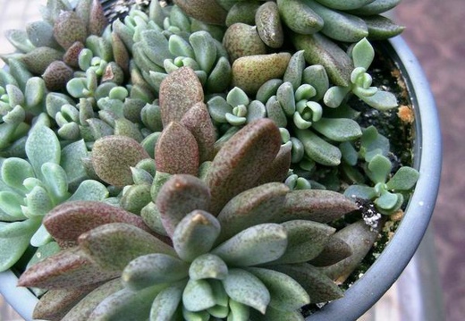 Sinocrassula densirosulata (2676 відвідувань) Фото и растение Андреевой Наталии (Княжичи, Киевская о�... Sinocrassula densirosulata