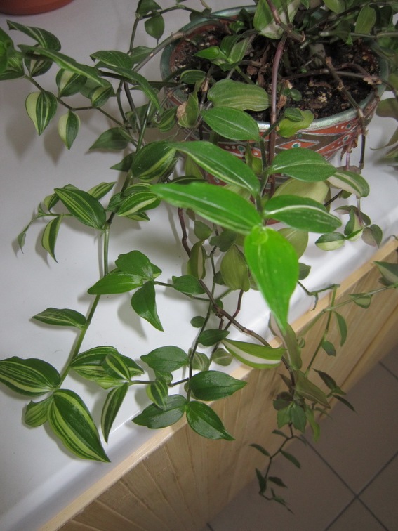 Tradescantia quadricolor