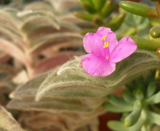 Tradescantia sillamontana flower Iv FG