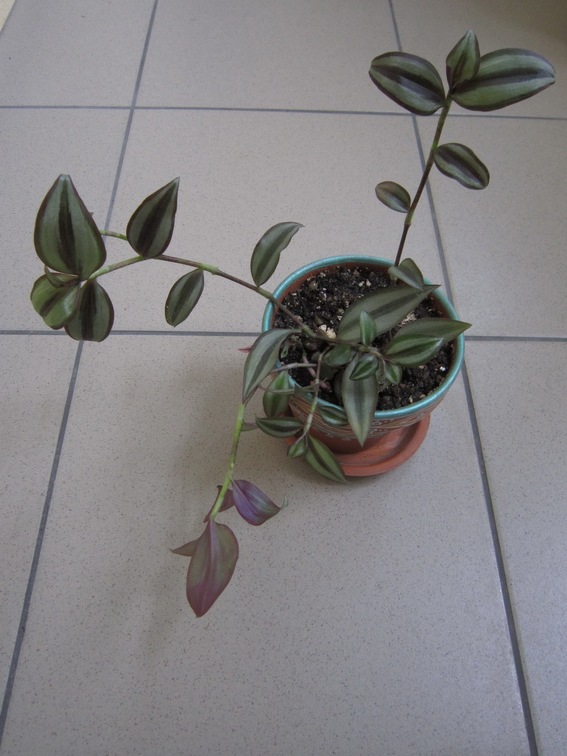 Tradescantia zebrina