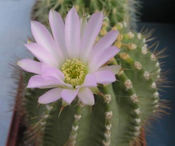 Acanthocalycium violaceum