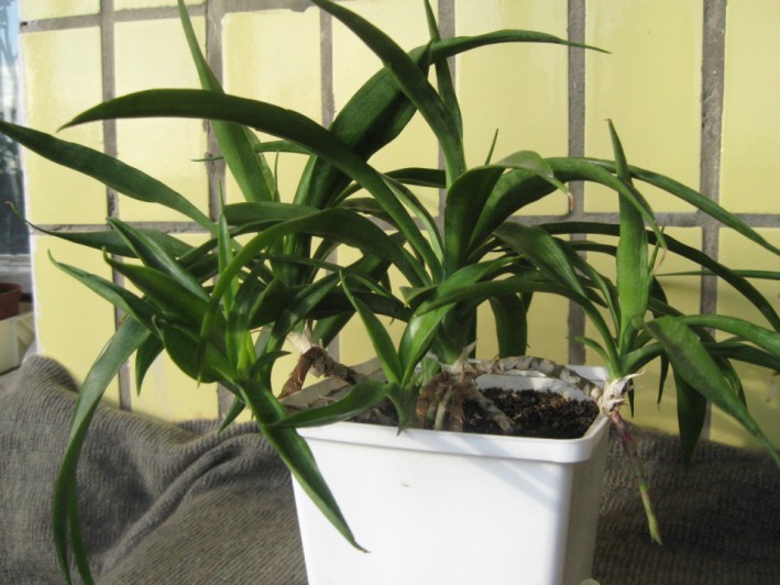 Файл:Sansevieria senegambica Lez.jpg