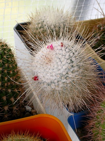 Файл:Mammillaria geminispina0.jpg
