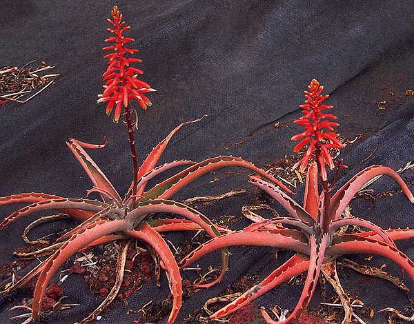 Aloe-ambrensis