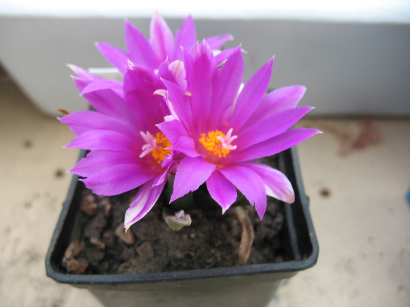 Файл:Ariocarpus agavoides Bulach.jpg